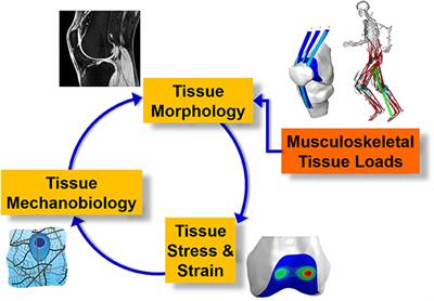 Bioinspired Technologies to Connect Musculoskeletal Mechanobiology to the Person for Training and Rehabilitation